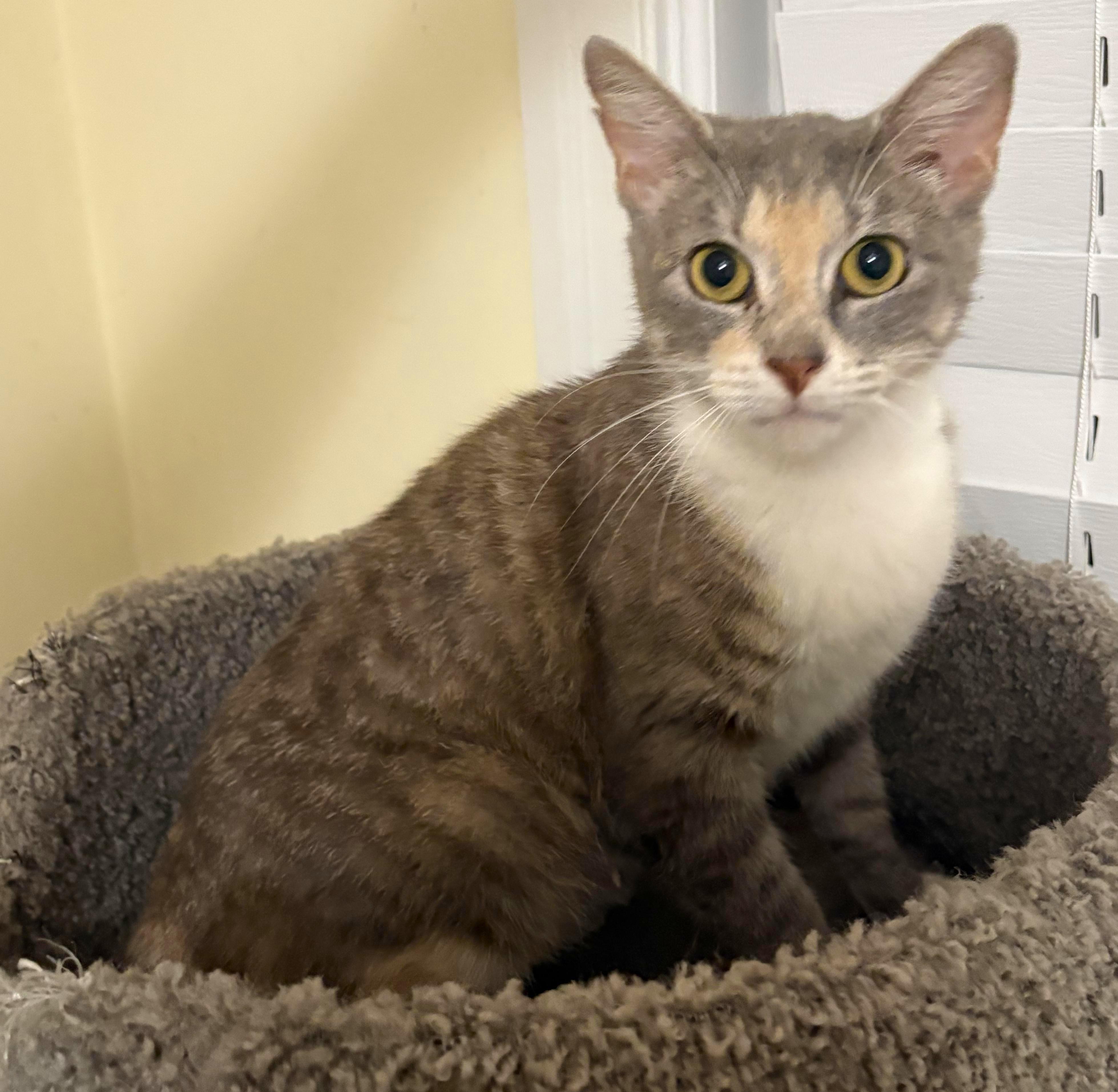Gracey, a ADOPTABLE mixed breed in Jamaica Plain, MA image 3/3