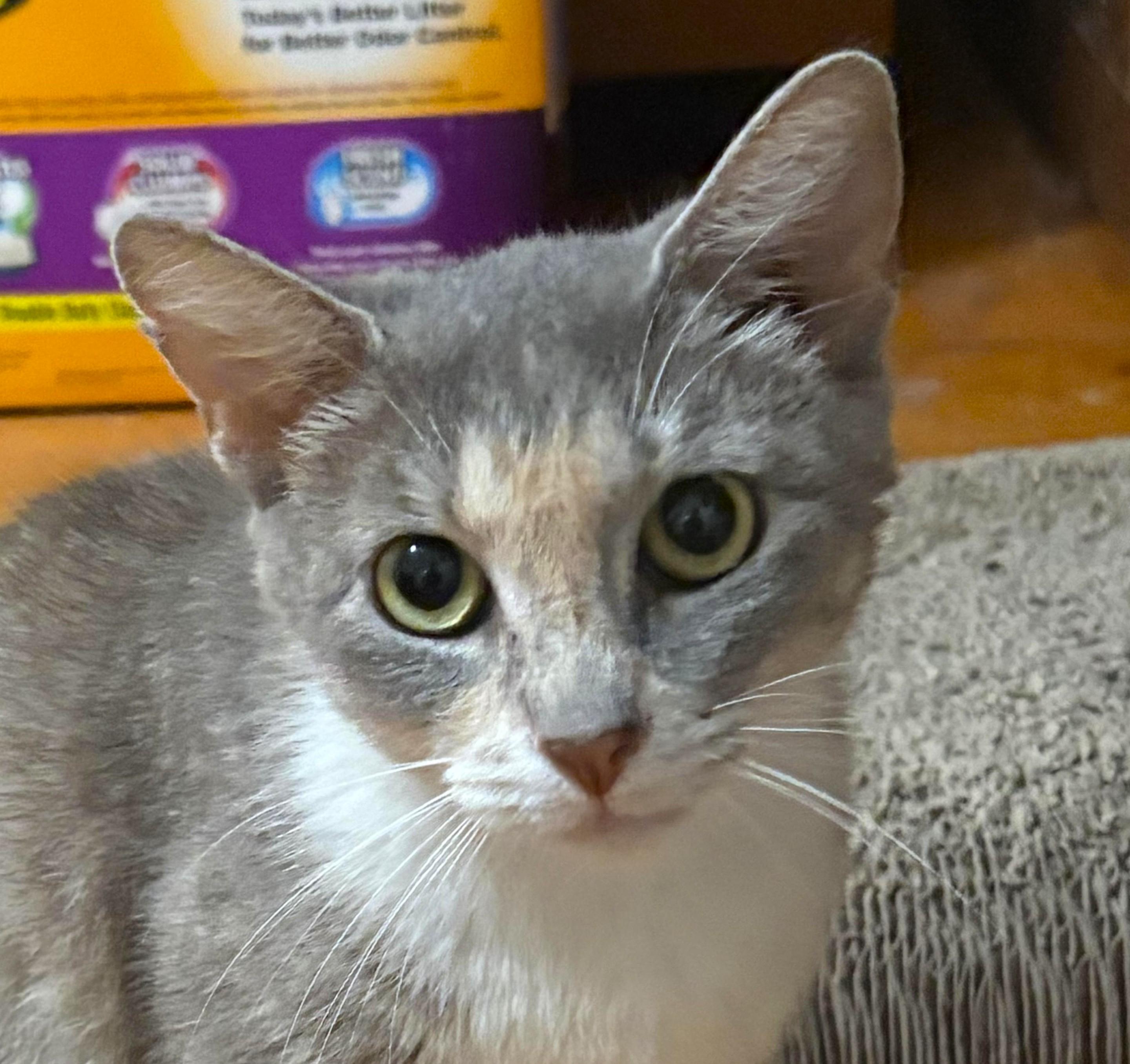 Gracey, a ADOPTABLE mixed breed in Jamaica Plain, MA image 2/3