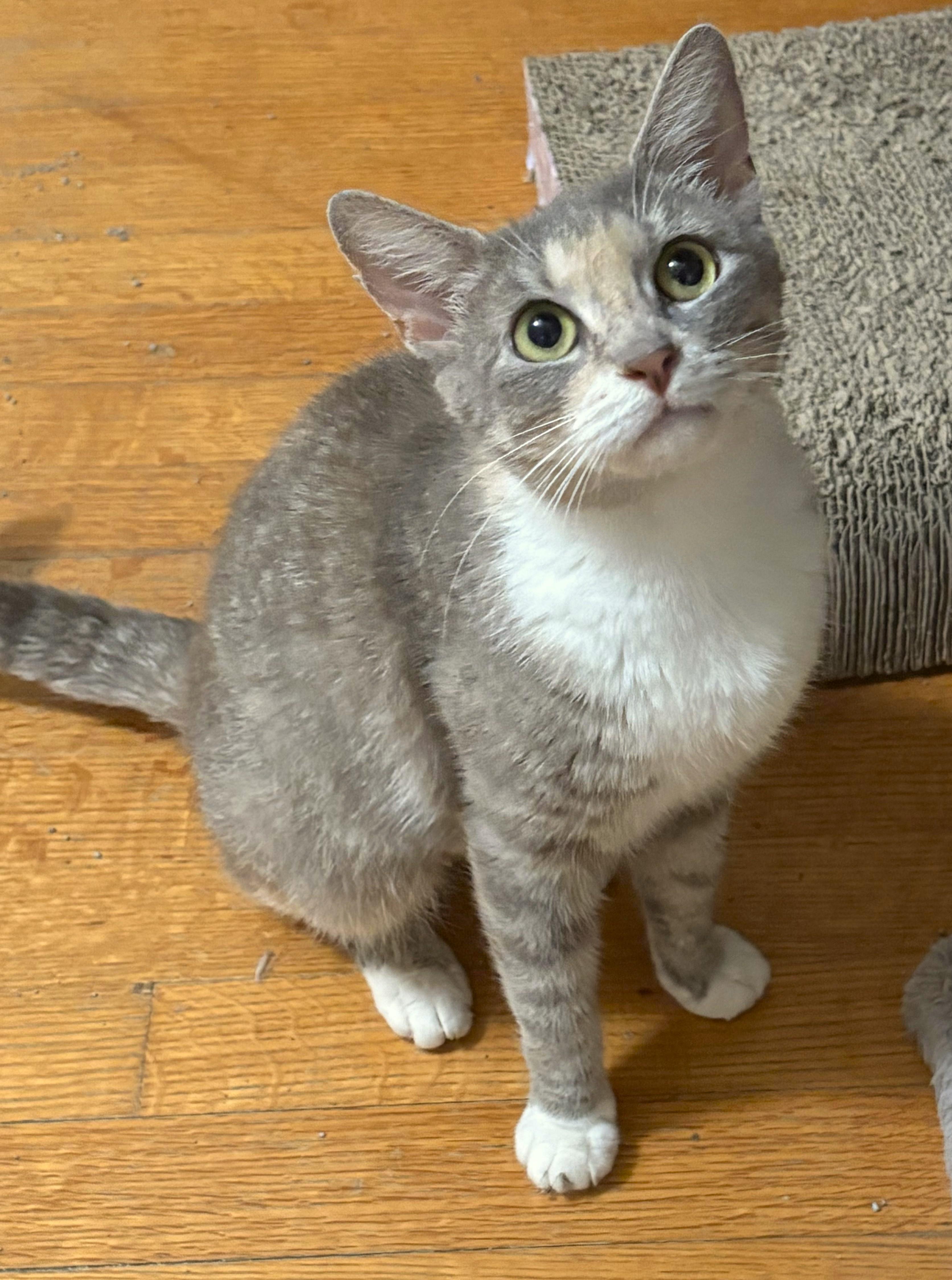 Gracey, ADOPTABLE, Young Female Calico & Dilute Calico.