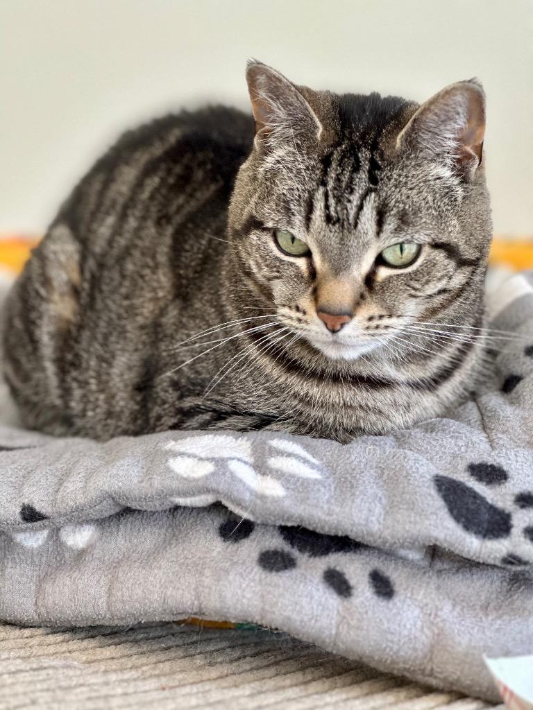 Jayden (fka Junior), Adoptable, Senior Female Domestic Short Hair.