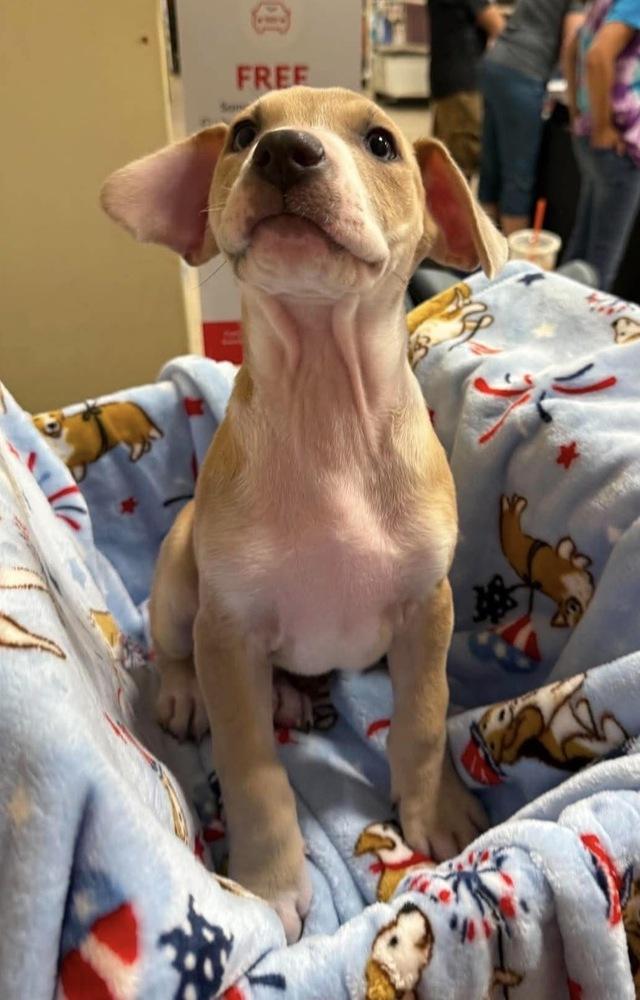Poet (Eras Tour 2026) M, Adoptable, Puppy Male Pit Bull Terrier & Mixed Breed.