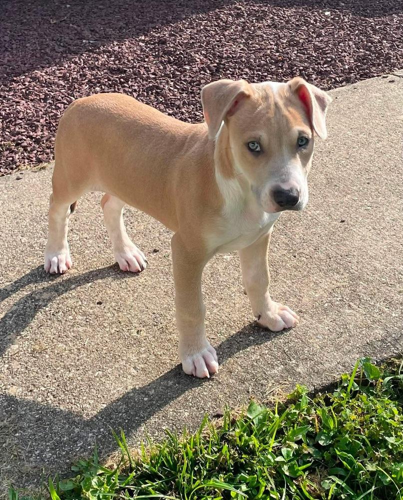 Poet (Eras Tour 2026) M, a Adoptable mixed breed in Wenonah, NJ image 2/6