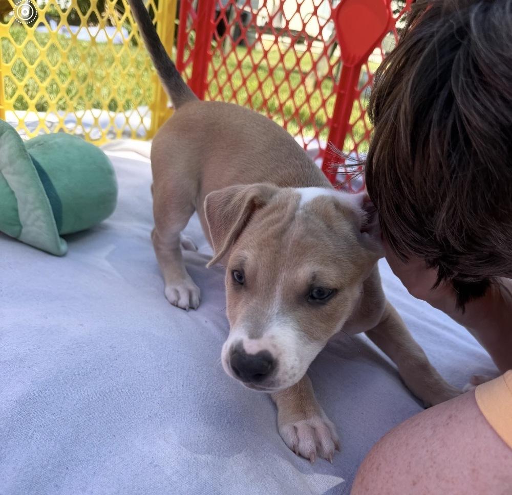 Poet (Eras Tour 2026) M, a Adoptable mixed breed in Wenonah, NJ image 3/6