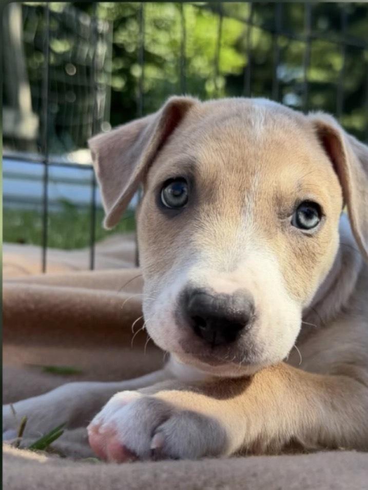 Poet (Eras Tour 2026) M, a Adoptable mixed breed in Wenonah, NJ image 4/6