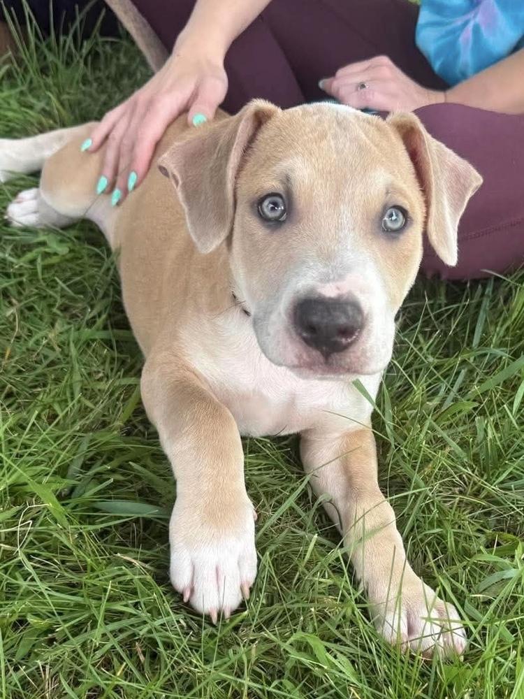 Poet (Eras Tour 2026) M, a Adoptable mixed breed in Wenonah, NJ image 5/6