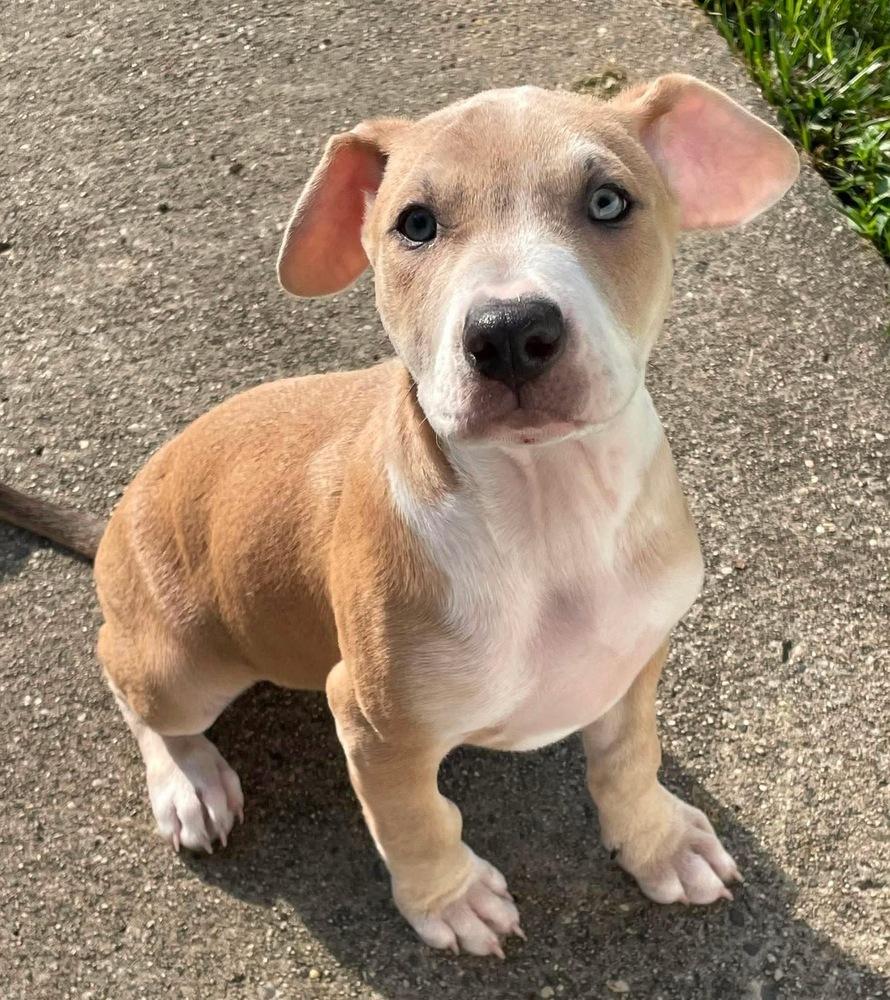 Poet (Eras Tour 2026) M, a Adoptable mixed breed in Wenonah, NJ image 6/6
