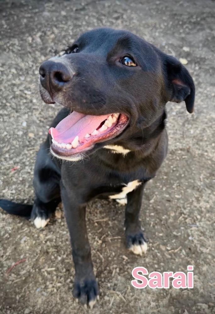 Enlarge Luna, a Adoptable mixed breed in Tulsa, OK image 1/1