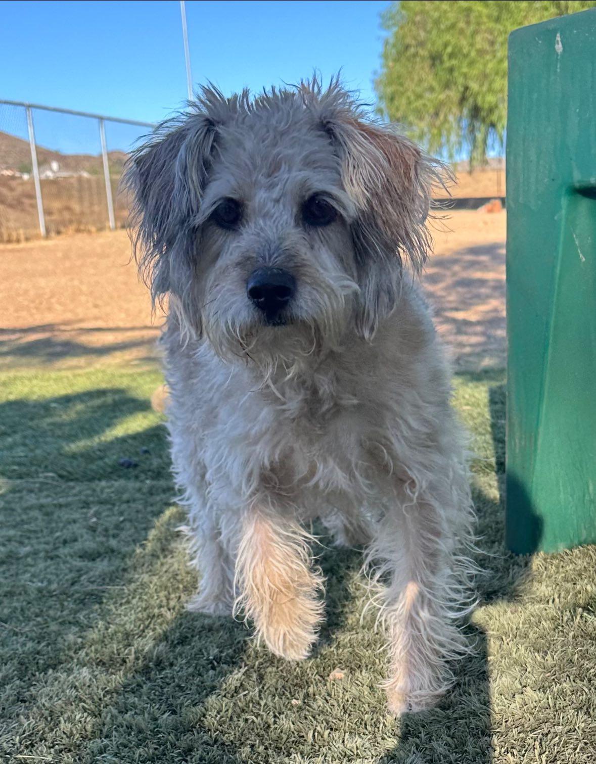 Macy, an adoptable Schnoodle in Agua Dulce, CA, 91390 | Photo Image 6