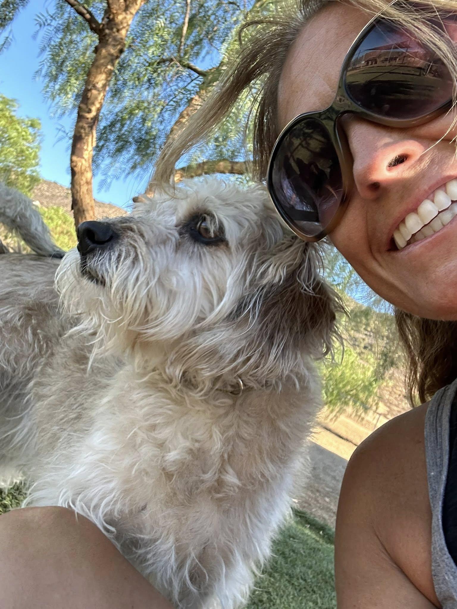 Macy, a Adoptable Schnoodle in Agua Dulce, CA image 3/6