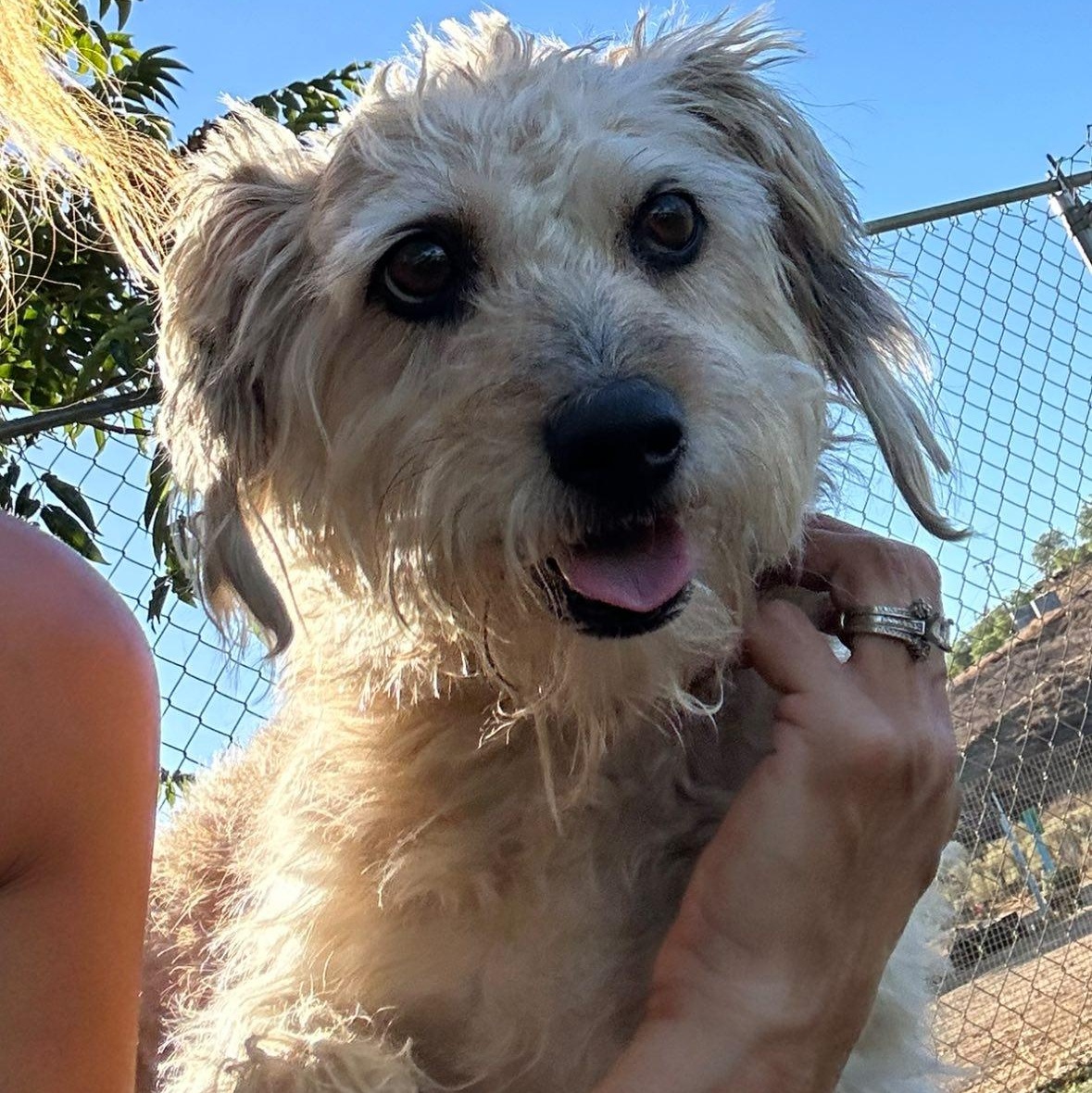 Macy, an adoptable Schnoodle in Agua Dulce, CA, 91390 | Photo Image 1
