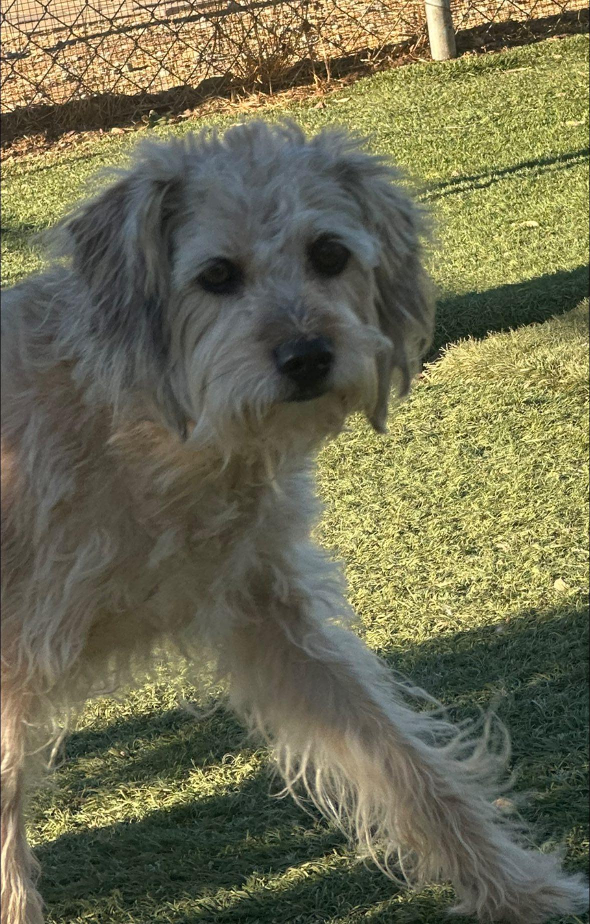 Macy, an adoptable Schnoodle in Agua Dulce, CA, 91390 | Photo Image 2