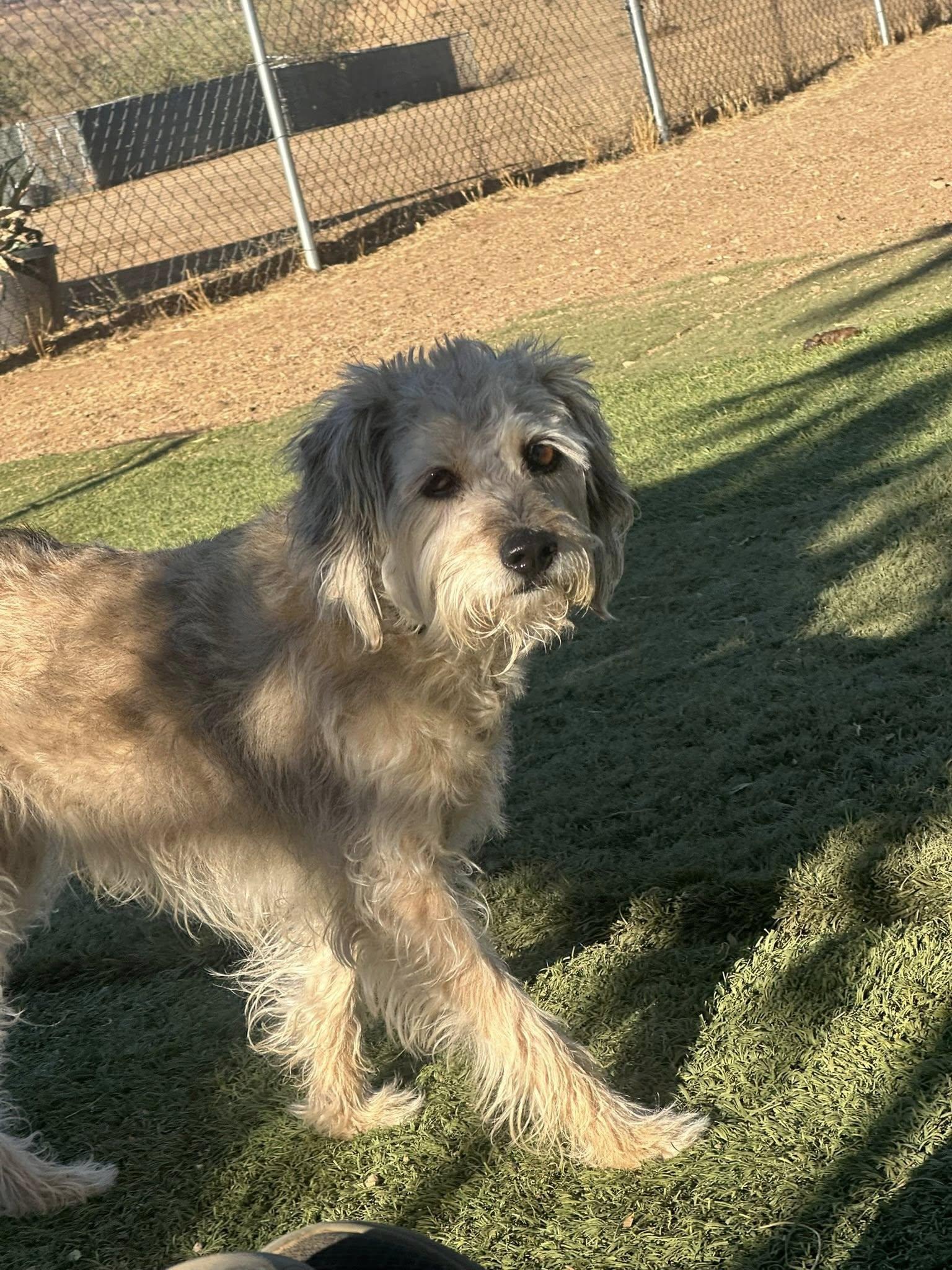 Macy, a Adoptable Schnoodle in Agua Dulce, CA image 5/6