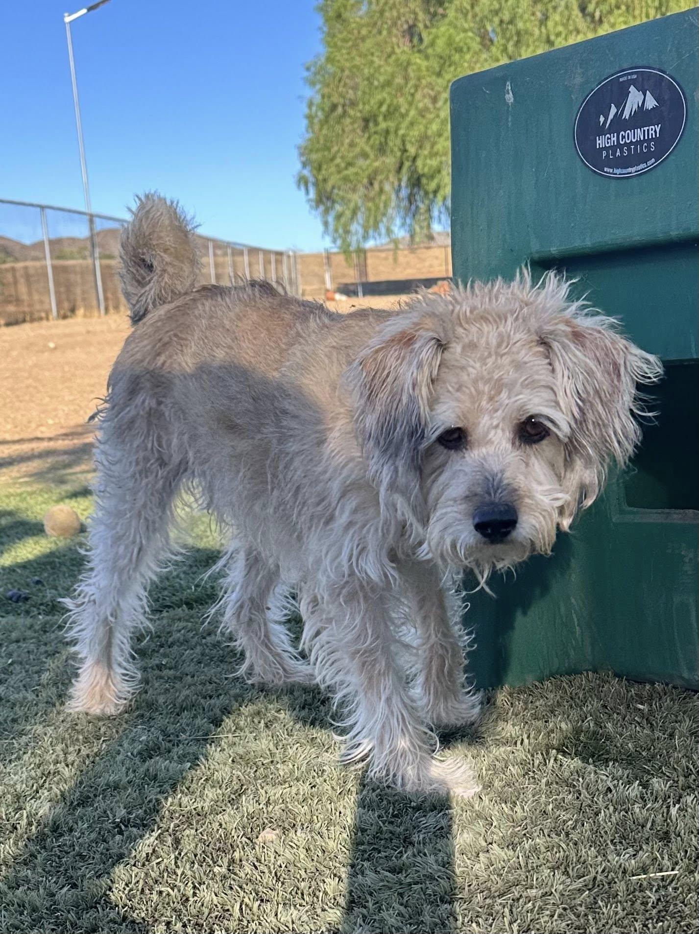 Macy, an adoptable Schnoodle in Agua Dulce, CA, 91390 | Photo Image 4