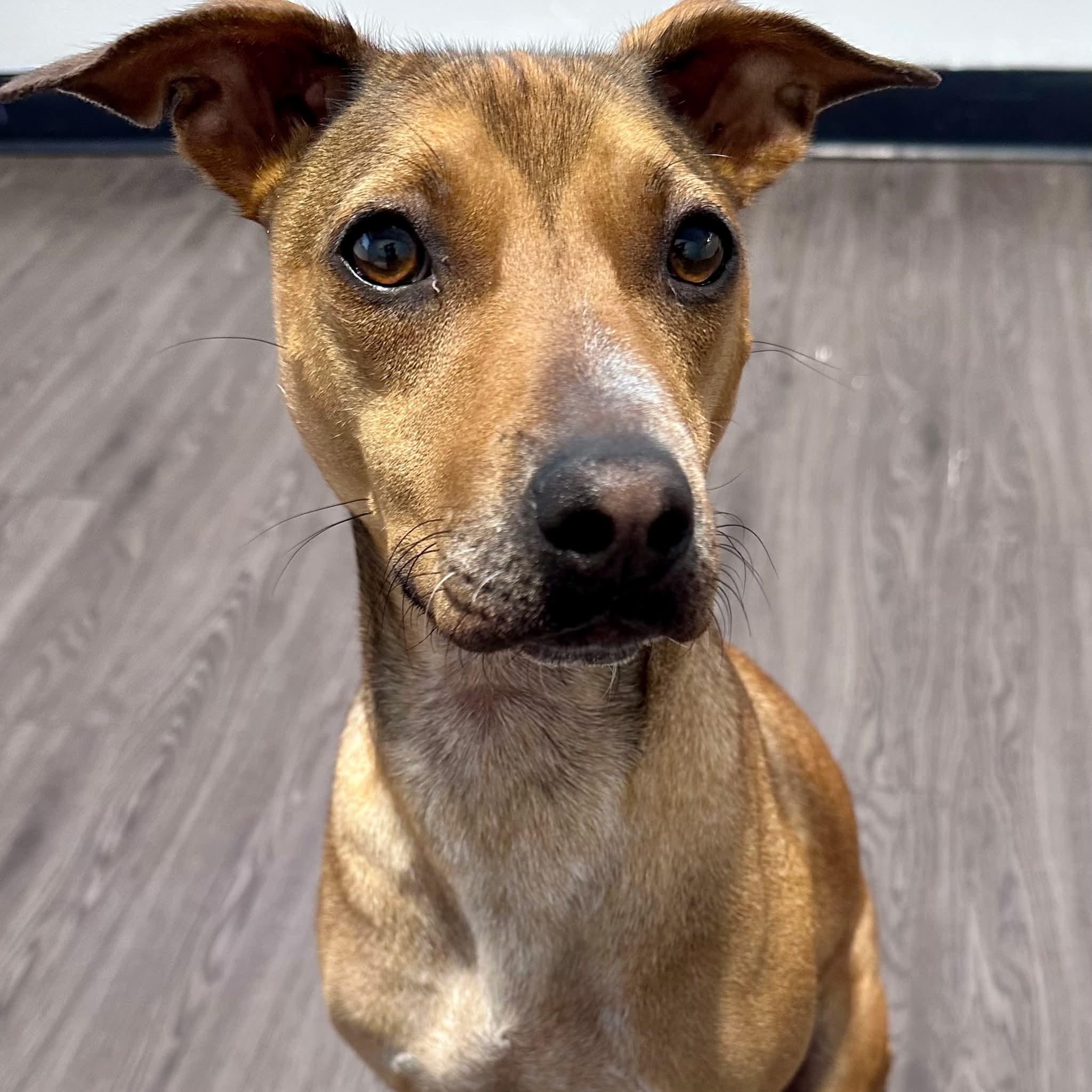 Enlarge Blondie, an adoptable mixed breed in Joliet, IL image 3/3