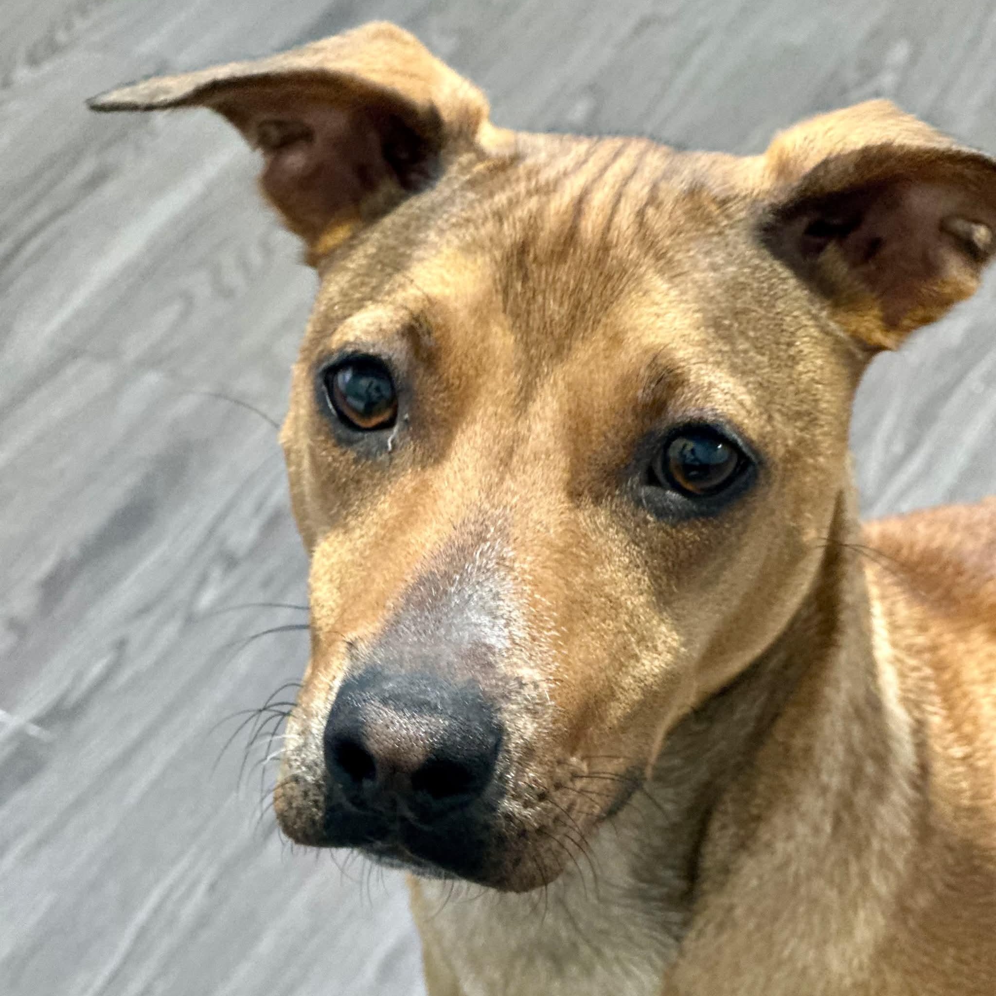 Blondie, adoptable, Puppy Female Mixed Breed.