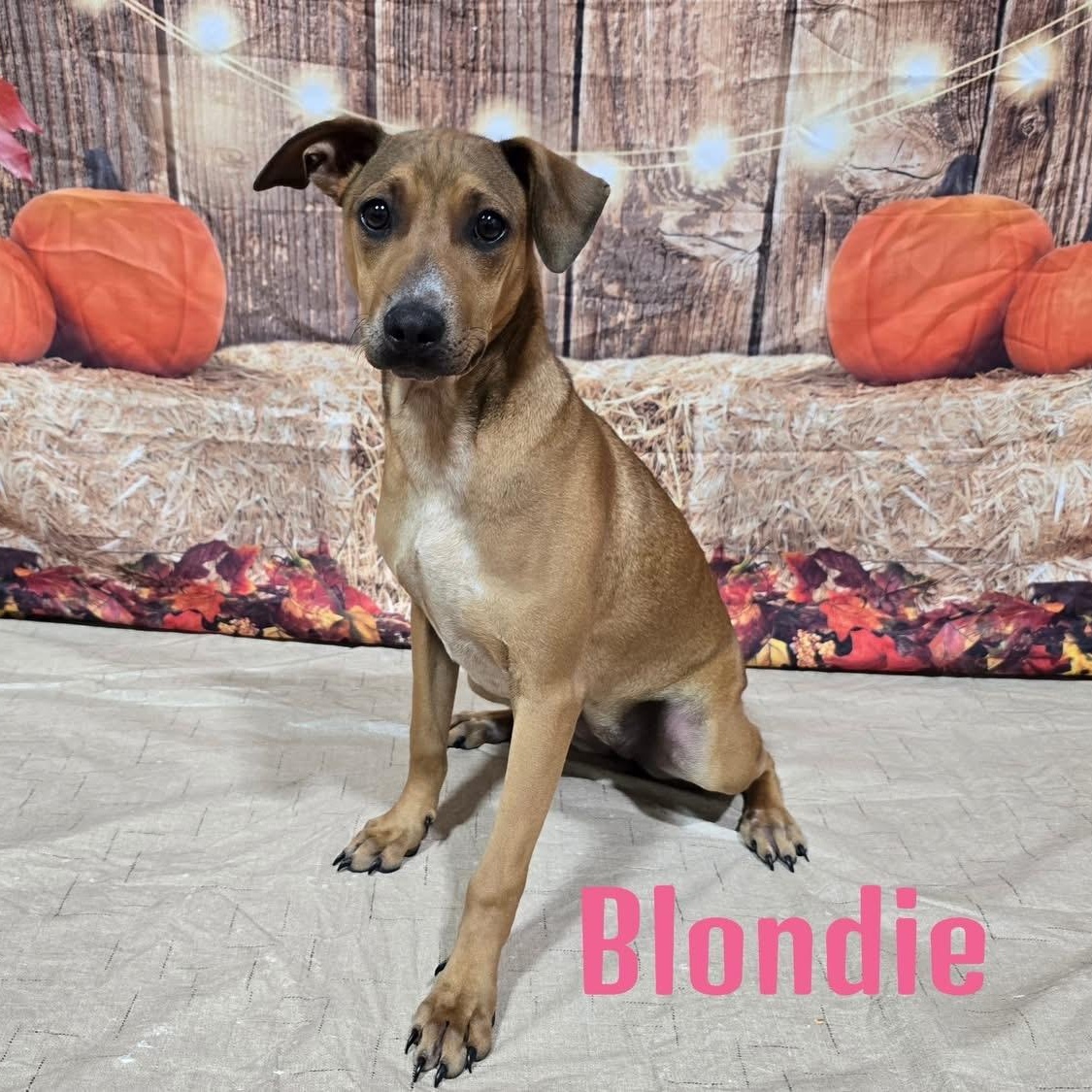 Enlarge Blondie, an adoptable mixed breed in Joliet, IL image 1/1