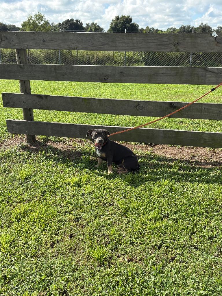 Darla, Adoptable, Young Female Terrier.