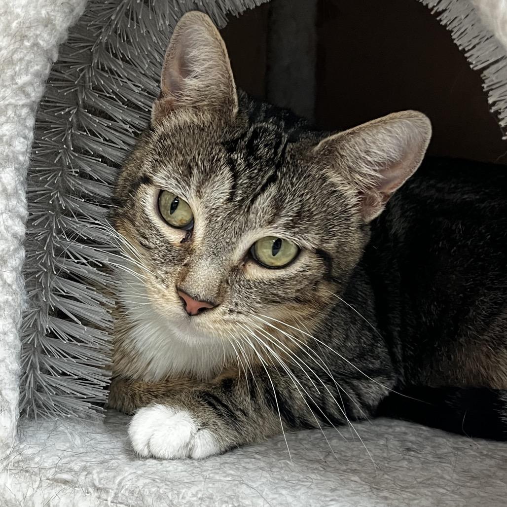 Navy, Adoptable, Young Female Domestic Short Hair.