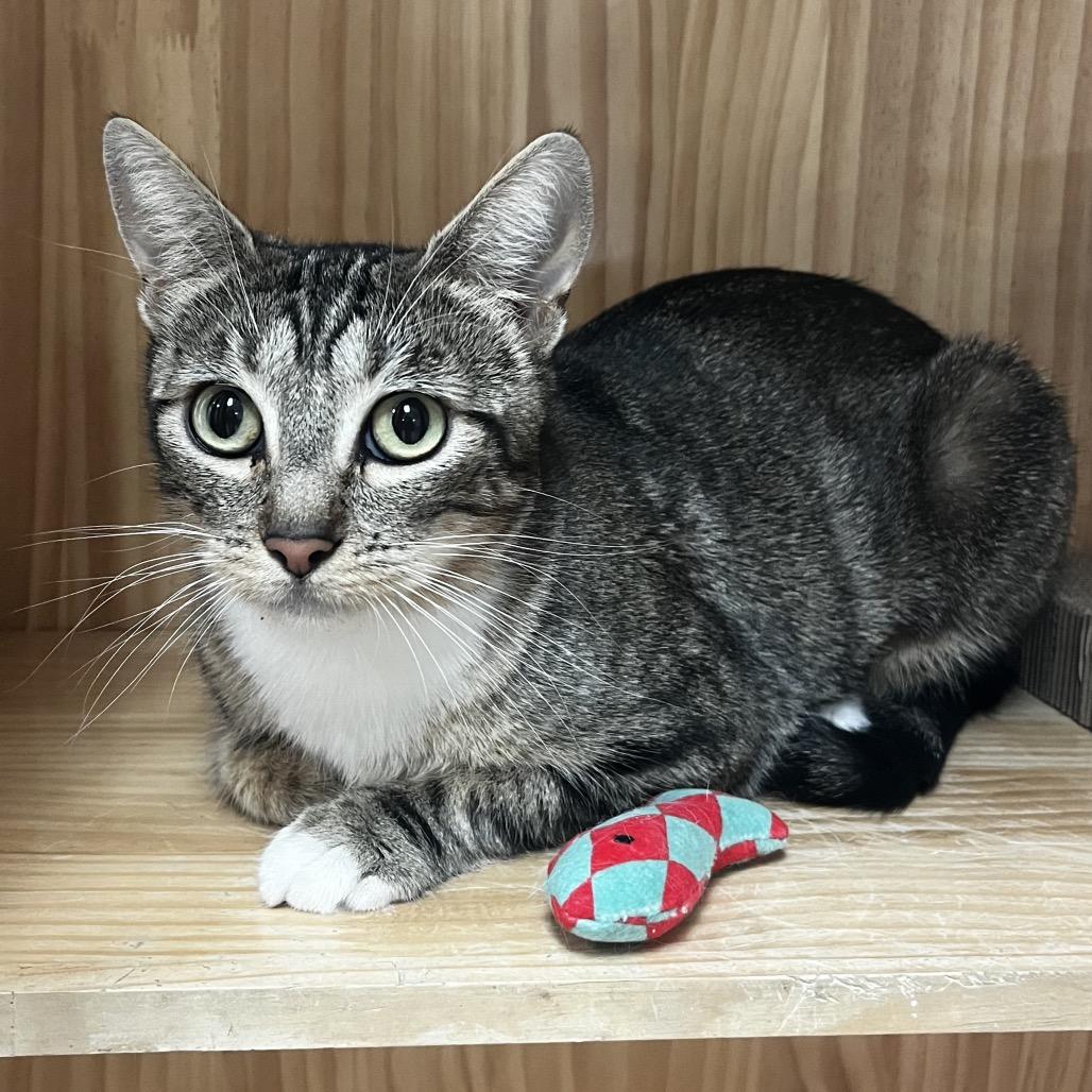 Navy, Adoptable, Young Female Domestic Short Hair.