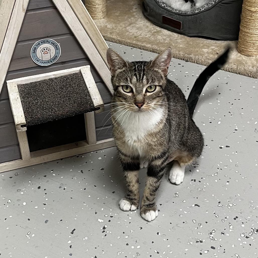 Enlarge Navy, a Adoptable Domestic Short Hair in Yucca Valley, CA image 2/5
