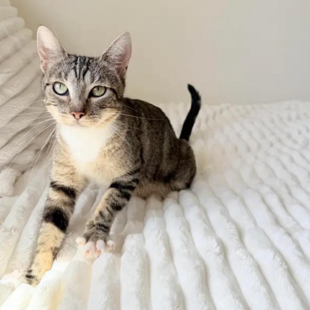 Enlarge Navy, a Adoptable Domestic Short Hair in Yucca Valley, CA image 3/5