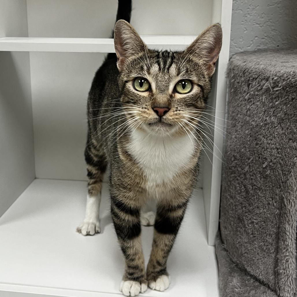 Enlarge Navy, a Adoptable Domestic Short Hair in Yucca Valley, CA image 4/5