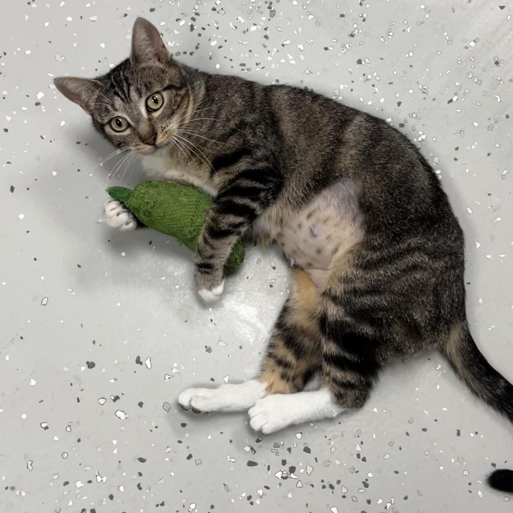 Enlarge Navy, a Adoptable Domestic Short Hair in Yucca Valley, CA image 5/5