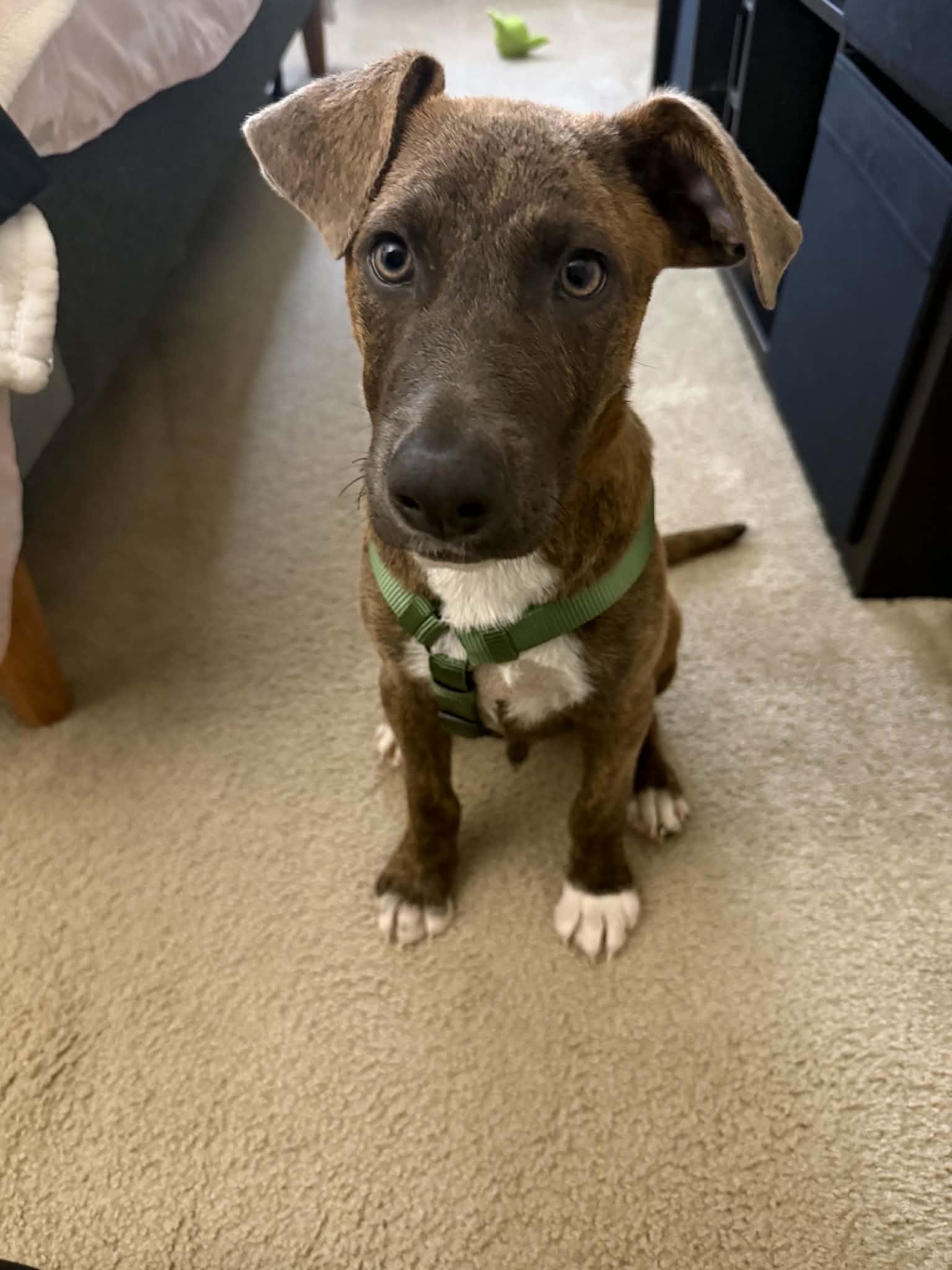 Puppy Eddie, Adoptable, Puppy Male Mixed Breed & Terrier.