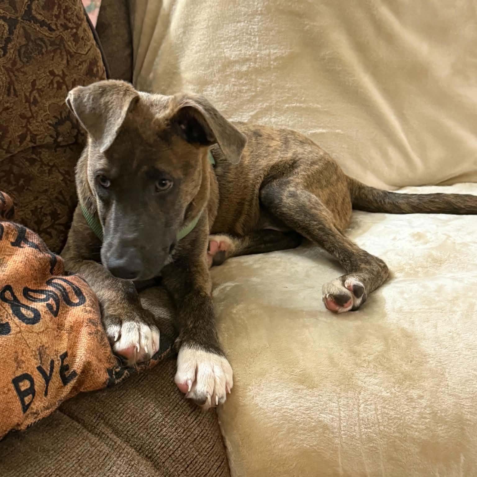 Enlarge Puppy Eddie, a Adoptable mixed breed in Blue Bell, PA image 4/4