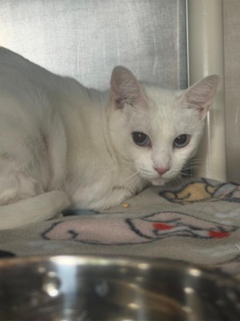 Menace, Adoptable, Adult Female Domestic Short Hair.