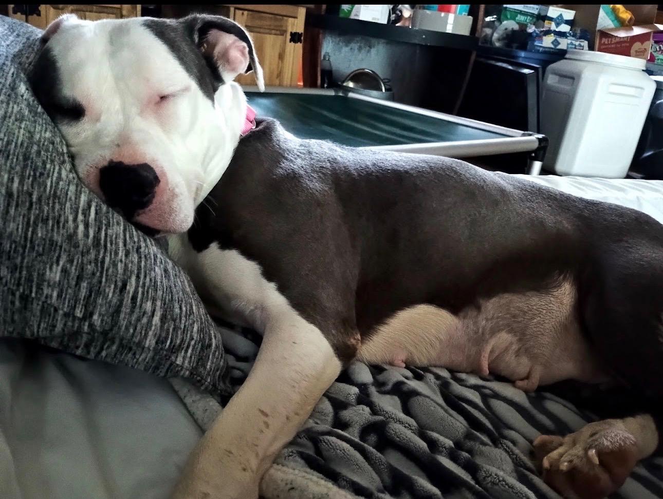 Enlarge Winnie, a ADOPTABLE Mixed Breed in Saratoga Springs, NY image 2/5