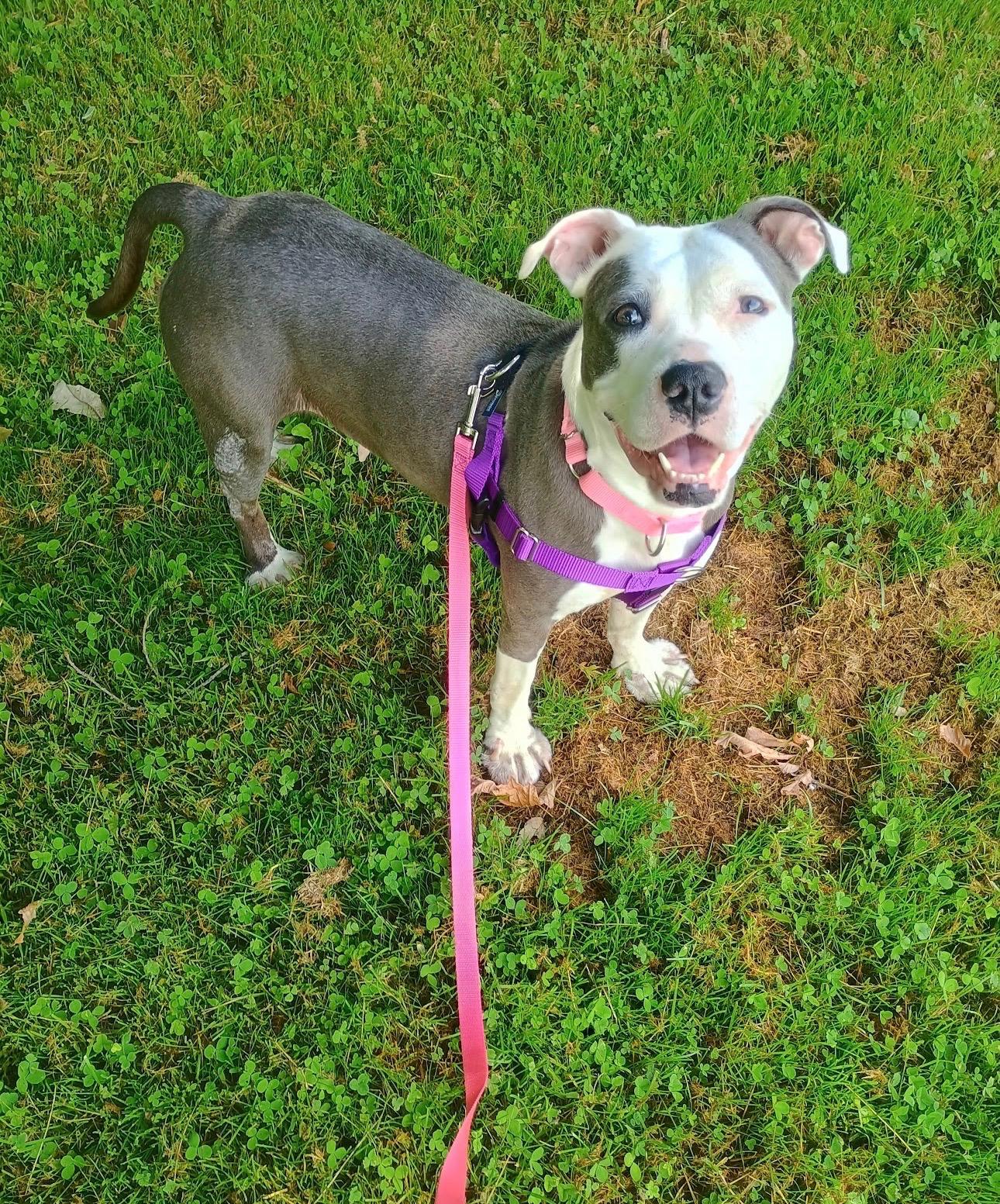 Enlarge Winnie, a ADOPTABLE Mixed Breed in Saratoga Springs, NY image 5/5