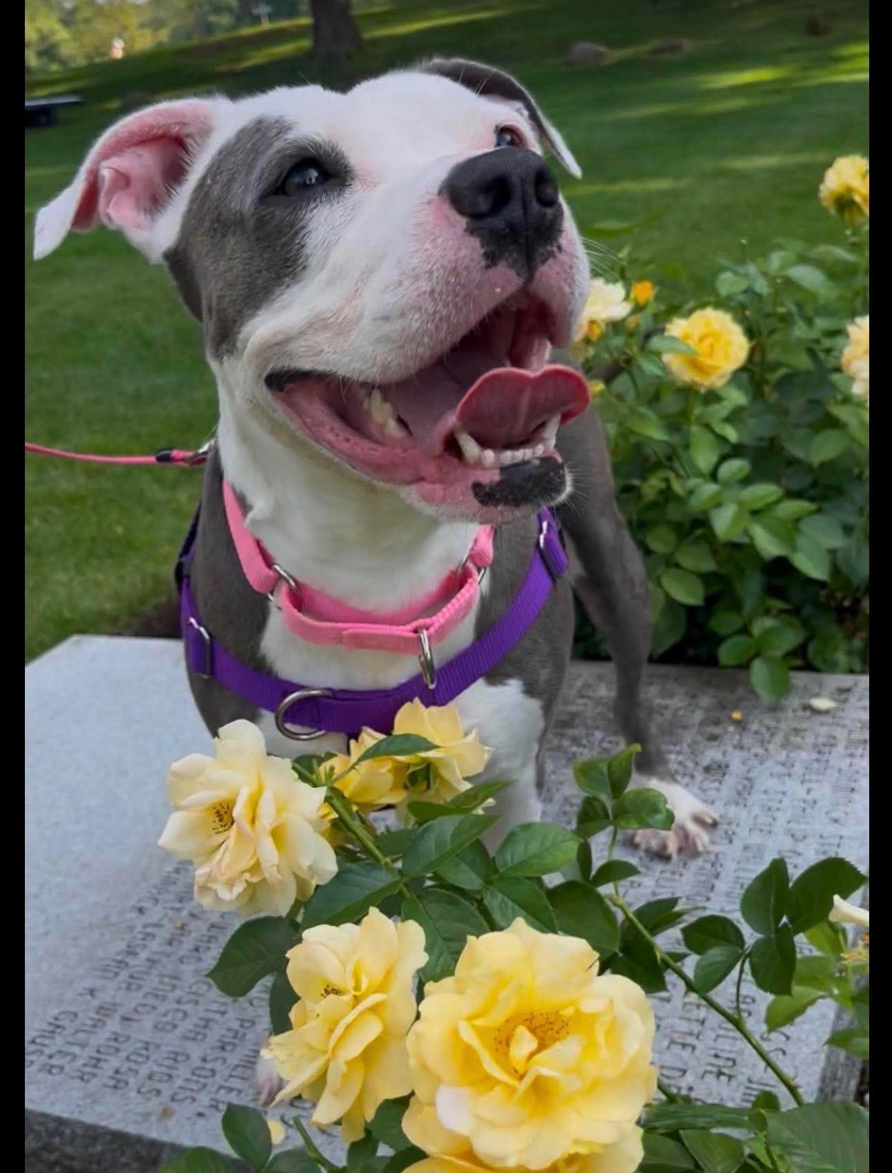 Winnie, ADOPTABLE, Senior Female Mixed Breed.