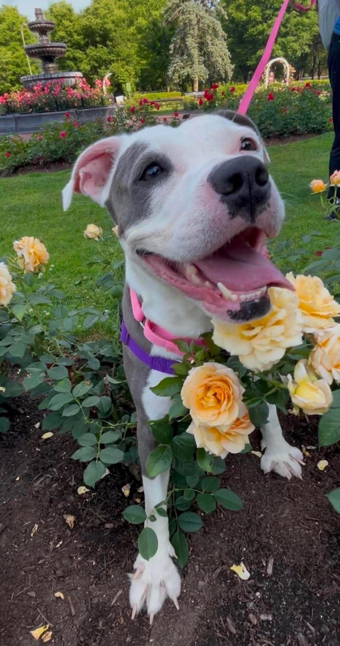 Enlarge Winnie, a ADOPTABLE Mixed Breed in Saratoga Springs, NY image 4/5