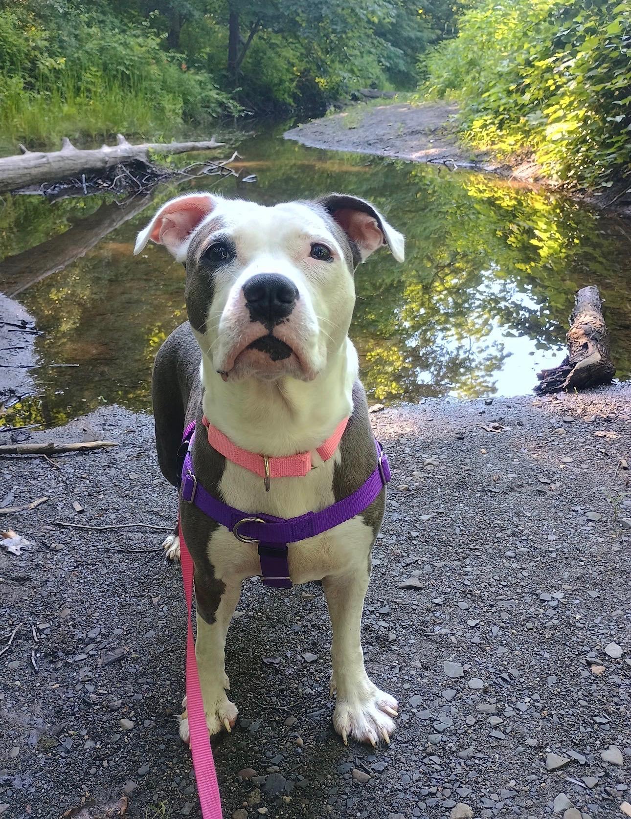 Enlarge Winnie, a ADOPTABLE Mixed Breed in Saratoga Springs, NY image 3/5