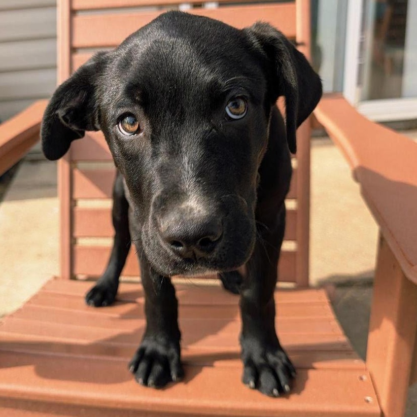 Enlarge Boston, a Adoptable mixed breed in Brattleboro, VT image 2/4