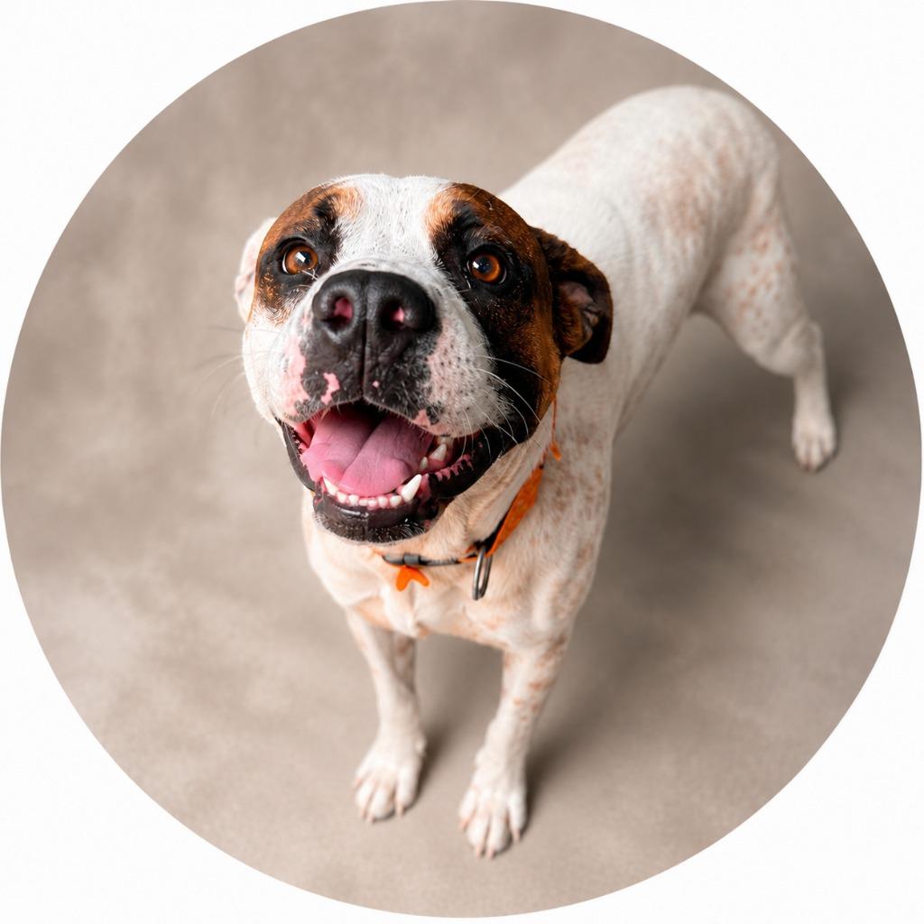 Enlarge Speck, a Adoptable mixed breed in Hardeeville, SC image 1/4