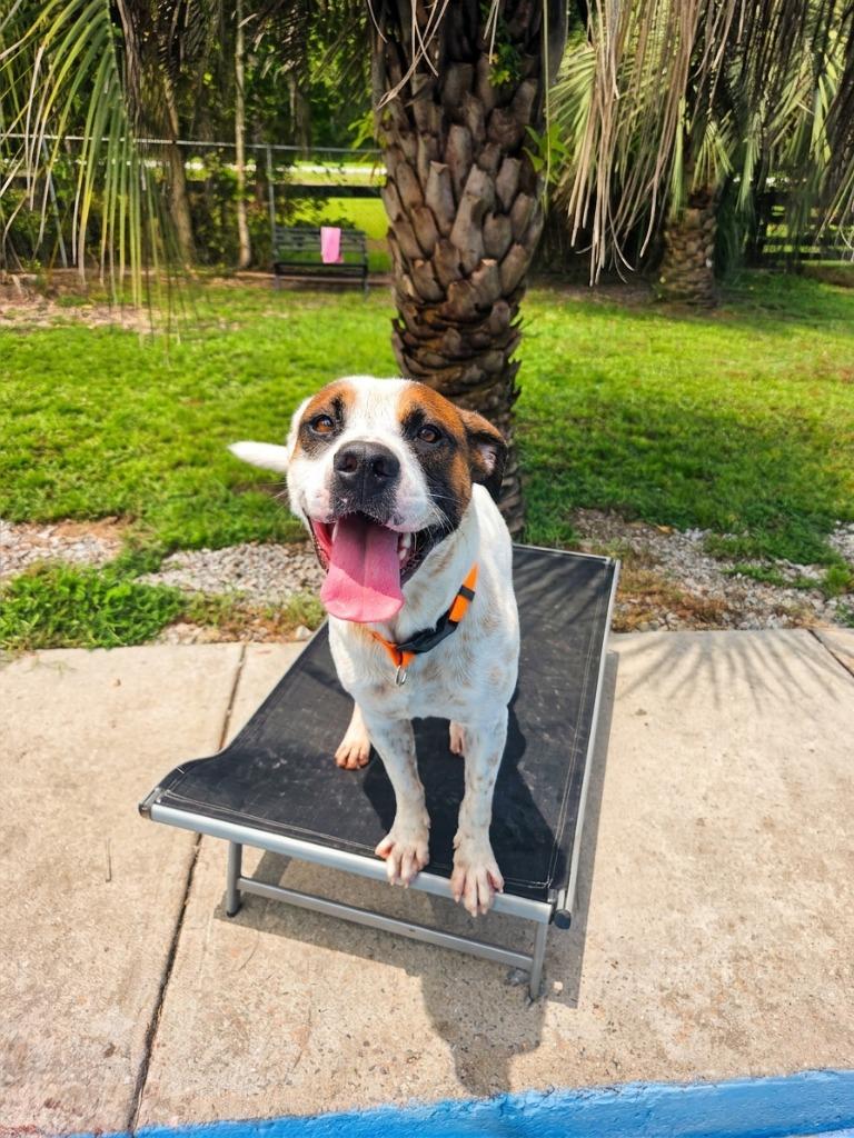 Enlarge Speck, a Adoptable mixed breed in Hardeeville, SC image 2/4