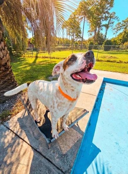 Enlarge Speck, a Adoptable mixed breed in Hardeeville, SC image 3/4