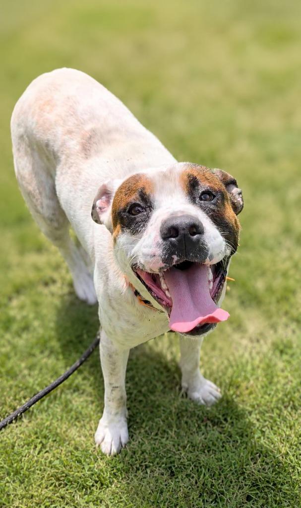 Enlarge Speck, a Adoptable mixed breed in Hardeeville, SC image 4/4