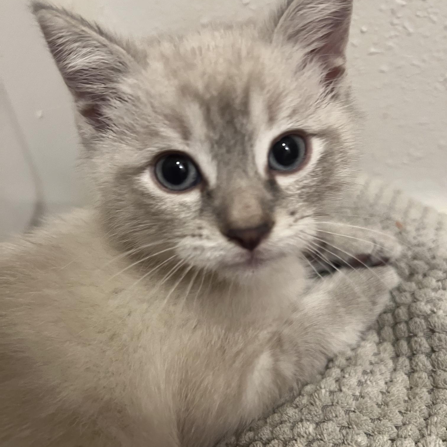 Oats, ADOPTABLE, Kitten Male Siamese.