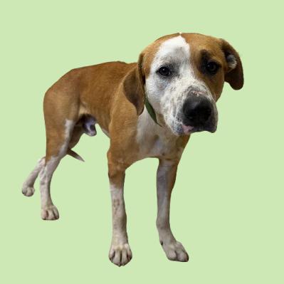 Tuscstray thumbnail 2