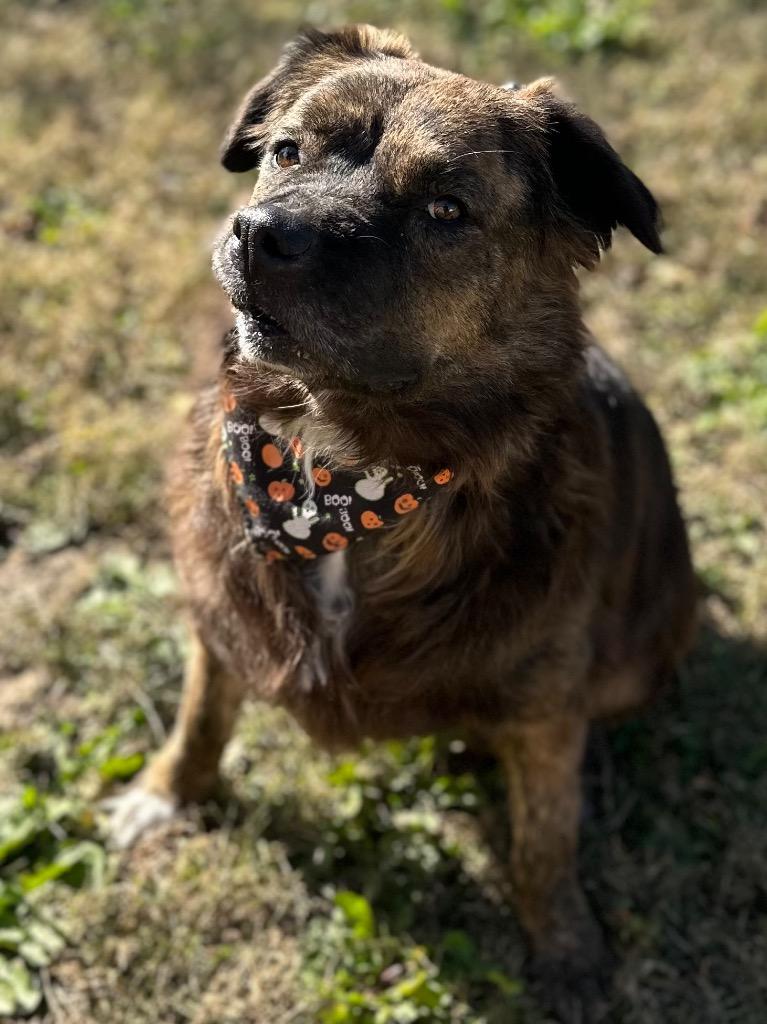 Coco, ADOPTABLE, Adult Female Mixed Breed.