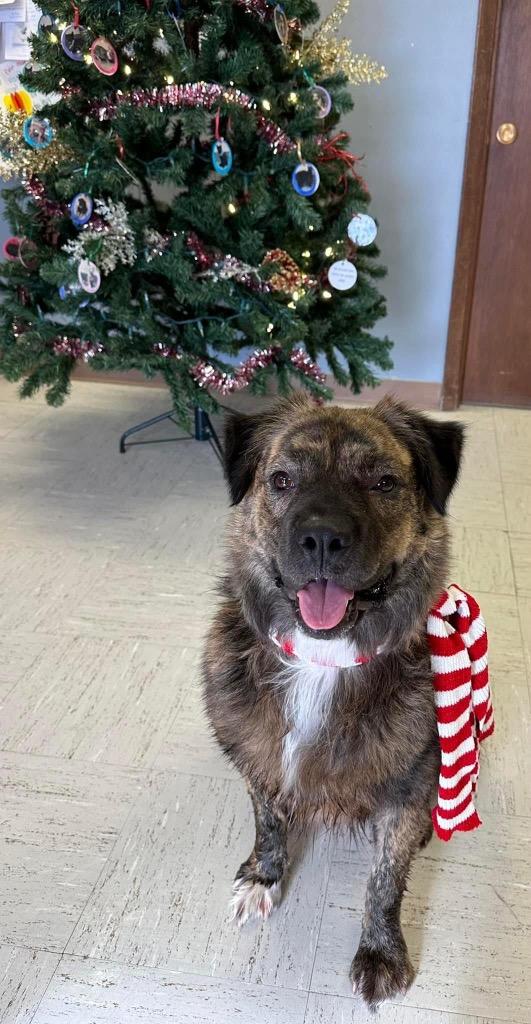 Enlarge Coco, a ADOPTABLE Mixed Breed in Columbus, NE image 4/6