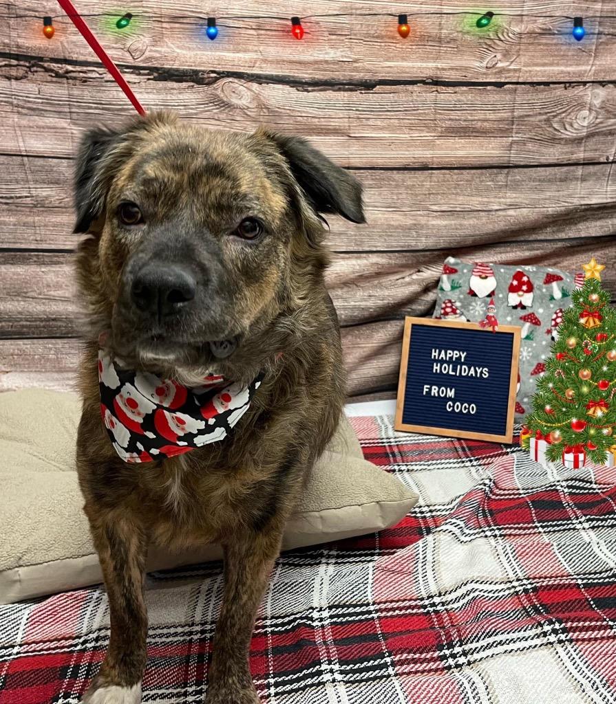 Enlarge Coco, a ADOPTABLE Mixed Breed in Columbus, NE image 3/6