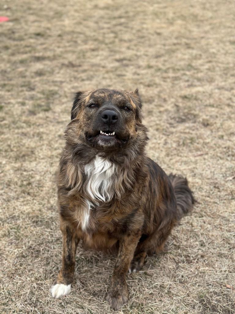 Enlarge Coco, a ADOPTABLE Mixed Breed in Columbus, NE image 6/6