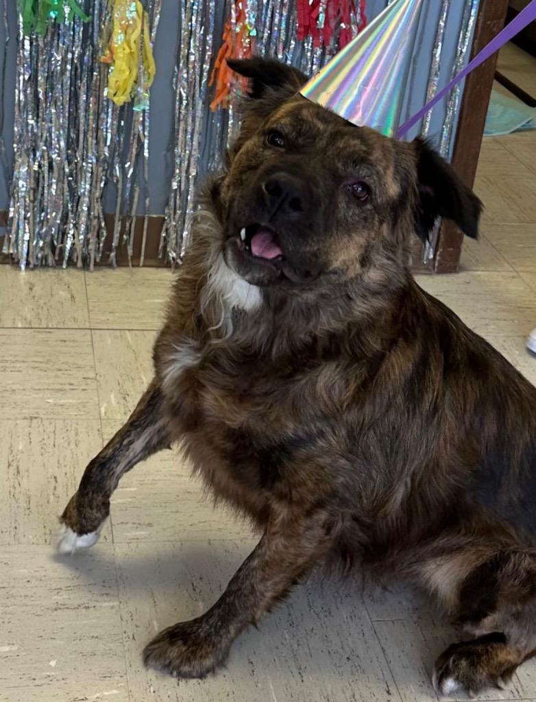 Enlarge Coco, a ADOPTABLE Mixed Breed in Columbus, NE image 5/6