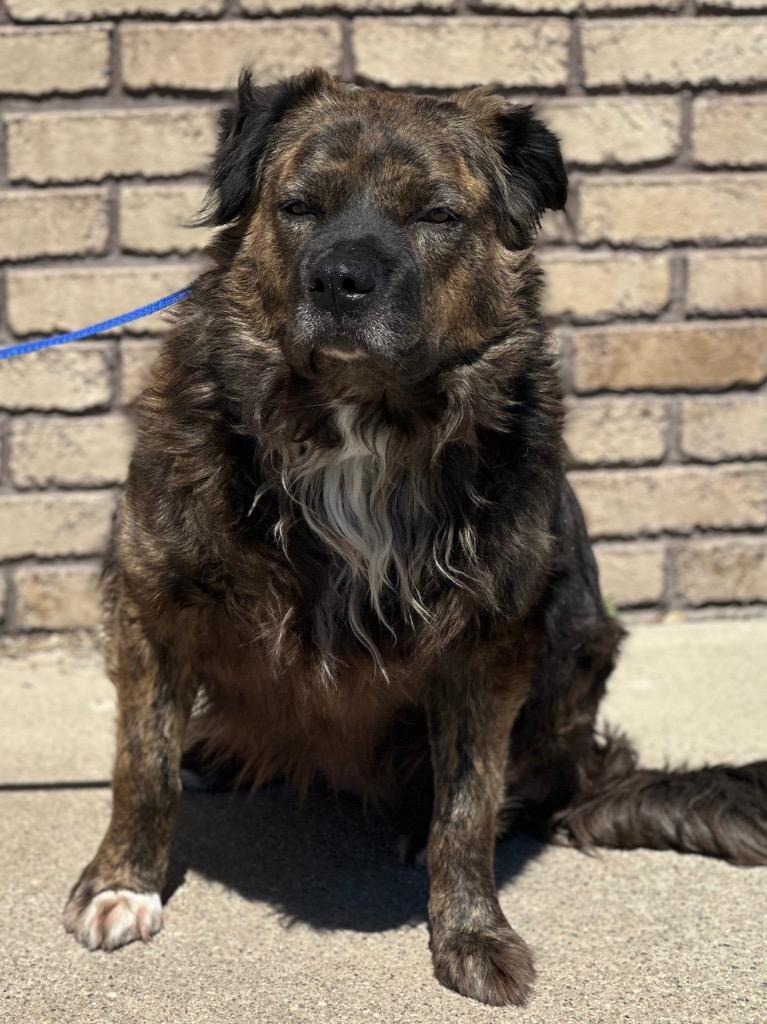 Enlarge Coco, a ADOPTABLE Mixed Breed in Columbus, NE image 2/6
