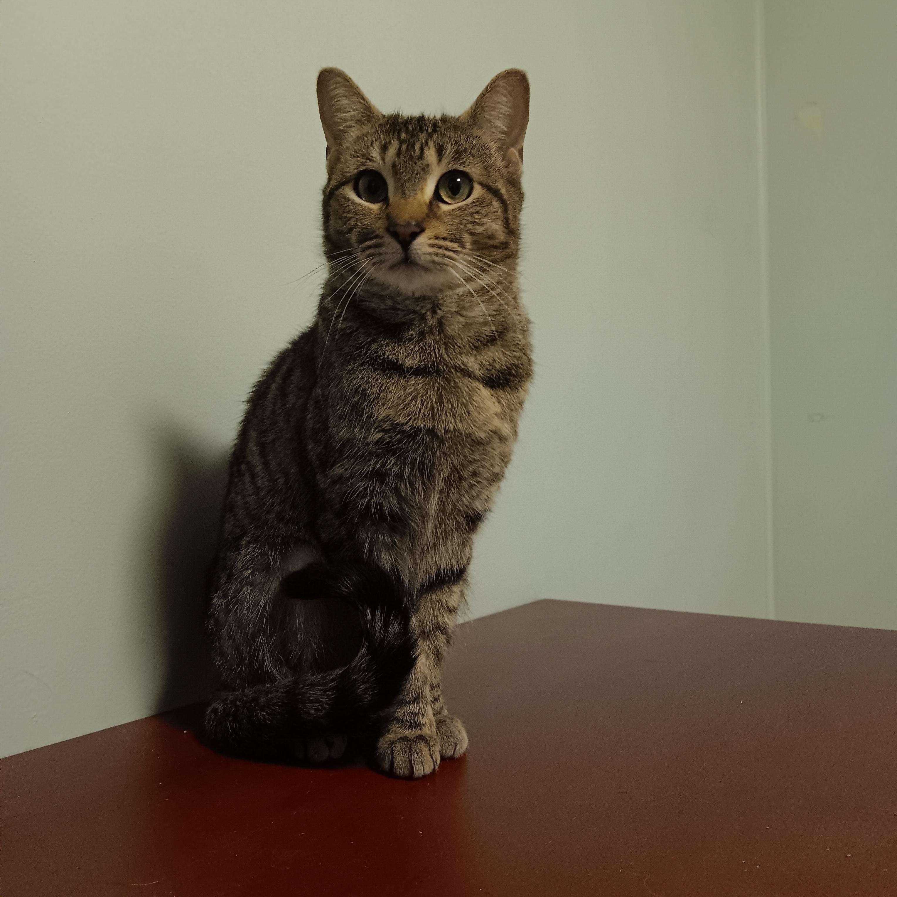 Berry, a ADOPTABLE Domestic Short Hair in Melrose, MA image 2/2