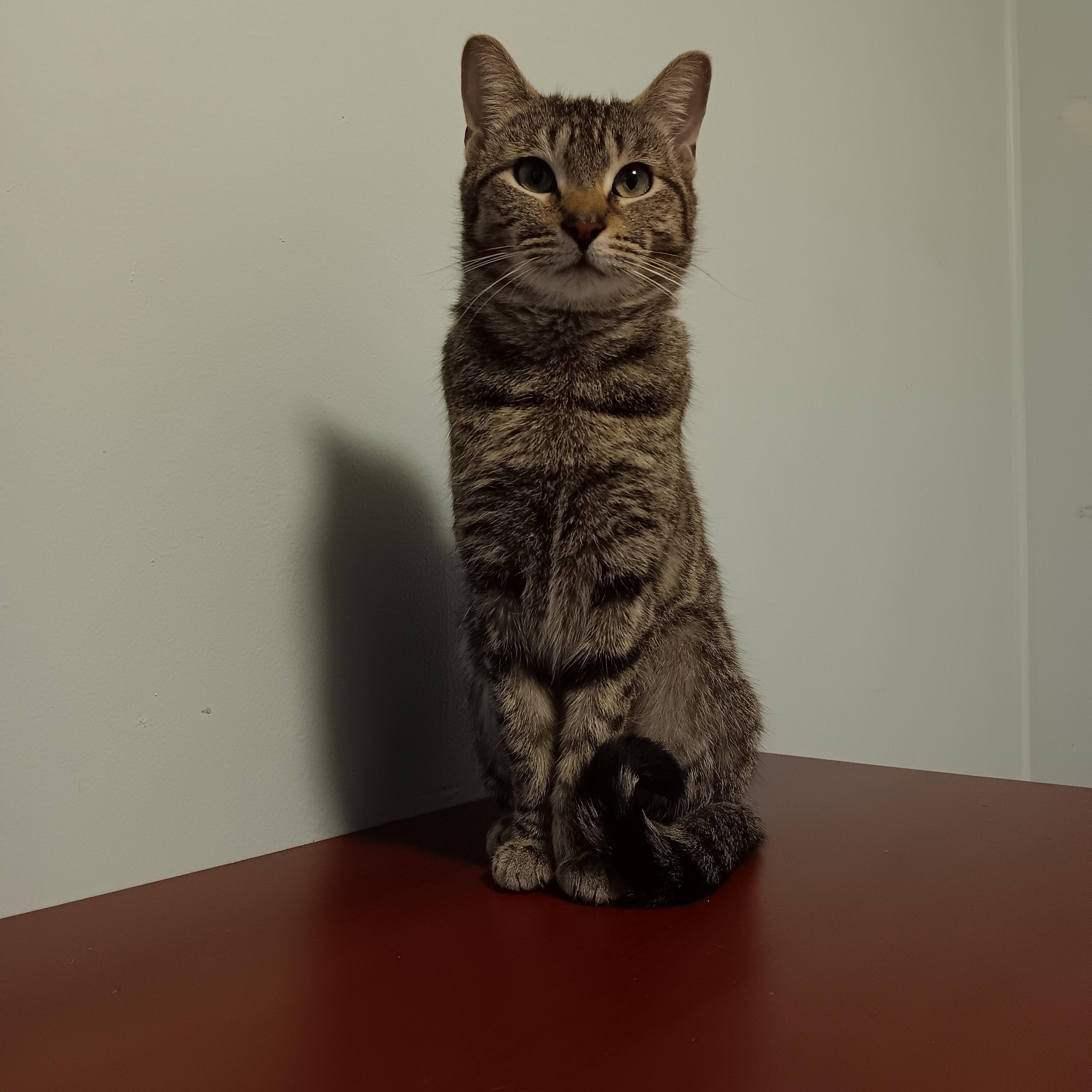 Berry, ADOPTABLE, Young Female Domestic Short Hair.